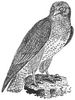 Thomas Bewick (1752-1828) Common Buzzard c.1797